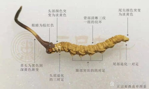 小牛去蛋白滴眼凝胶功效-小牛去蛋白提取物注射液说明书网 - 小牛去蛋白提取物眼用凝胶伤口能用吗,小牛去蛋白提取物眼用凝胶怎么用